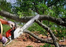 Remsenburg Speonk, NY  Tree Services Company